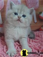 british shorthair kitten posted by ScottishFoldUSA