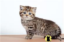 british shorthair kitten posted by ScottishFoldUSA