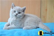 british shorthair kitten posted by ScottishFoldUSA
