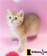 british shorthair kitten posted by ScottishFoldUSA