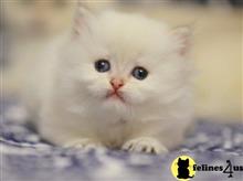 british shorthair kitten posted by ScottishFoldUSA