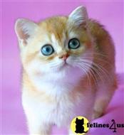 british shorthair kitten posted by ScottishFoldUSA