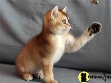 british shorthair kitten posted by ScottishFoldUSA