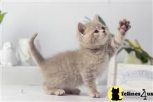 british shorthair kitten posted by ScottishFoldUSA