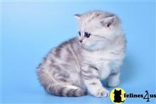 british shorthair kitten posted by ScottishFoldUSA