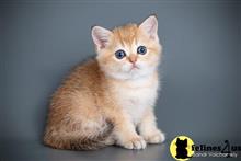 british shorthair kitten posted by ScottishFoldUSA