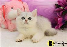 british shorthair kitten posted by ScottishFoldUSA