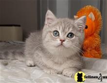 british shorthair kitten posted by ScottishFoldUSA