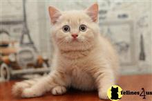 british shorthair kitten posted by ScottishFoldUSA