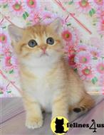 british shorthair kitten posted by ScottishFoldUSA