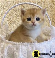 british shorthair kitten posted by ScottishFoldUSA