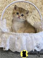 british shorthair kitten posted by ScottishFoldUSA