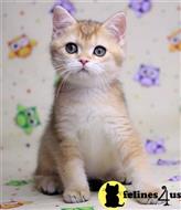 british shorthair kitten posted by ScottishFoldUSA