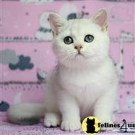 british shorthair kitten posted by ScottishFoldUSA
