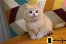 british shorthair kitten posted by ScottishFoldUSA