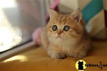 british shorthair kitten posted by ScottishFoldUSA