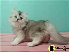 british shorthair kitten posted by ScottishFoldUSA