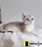 british shorthair kitten posted by ScottishFoldUSA