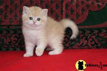 british shorthair kitten posted by ScottishFoldUSA