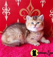 british shorthair kitten posted by ScottishFoldUSA
