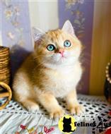 british shorthair kitten posted by ScottishFoldUSA