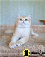 british shorthair kitten posted by ScottishFoldUSA