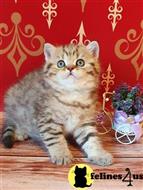 british shorthair kitten posted by ScottishFoldUSA