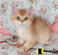 british shorthair kitten posted by ScottishFoldUSA