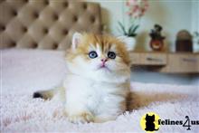 british shorthair kitten posted by ScottishFoldUSA