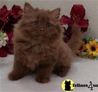 british shorthair kitten posted by ScottishFoldUSA