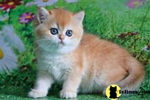 british shorthair kitten posted by ScottishFoldUSA