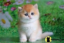 british shorthair kitten posted by ScottishFoldUSA