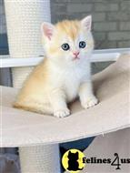 british shorthair kitten posted by ScottishFoldUSA