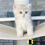 british shorthair kitten posted by ScottishFoldUSA