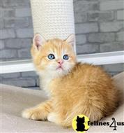 british shorthair kitten posted by ScottishFoldUSA