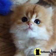 british shorthair kitten posted by ScottishFoldUSA