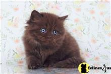 british shorthair kitten posted by ScottishFoldUSA