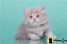 british shorthair kitten posted by ScottishFoldUSA