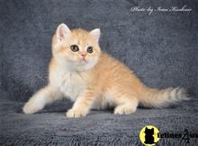 british shorthair kitten posted by ScottishFoldUSA