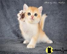 british shorthair kitten posted by ScottishFoldUSA
