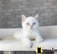 british shorthair kitten posted by ScottishFoldUSA
