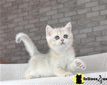 british shorthair kitten posted by ScottishFoldUSA