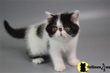 exotic shorthair kitten posted by ScottishFoldUSA