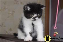 exotic shorthair kitten posted by ScottishFoldUSA