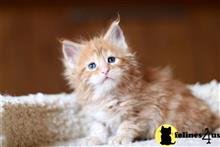maine coon kitten posted by ScottishFoldUSA
