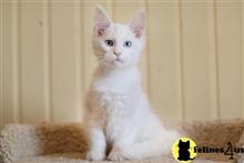 maine coon kitten posted by ScottishFoldUSA
