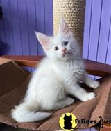 maine coon kitten posted by ScottishFoldUSA