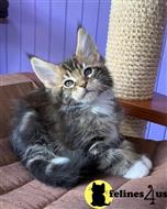 maine coon kitten posted by ScottishFoldUSA