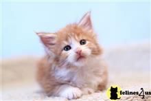 maine coon kitten posted by ScottishFoldUSA