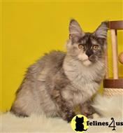 maine coon kitten posted by ScottishFoldUSA